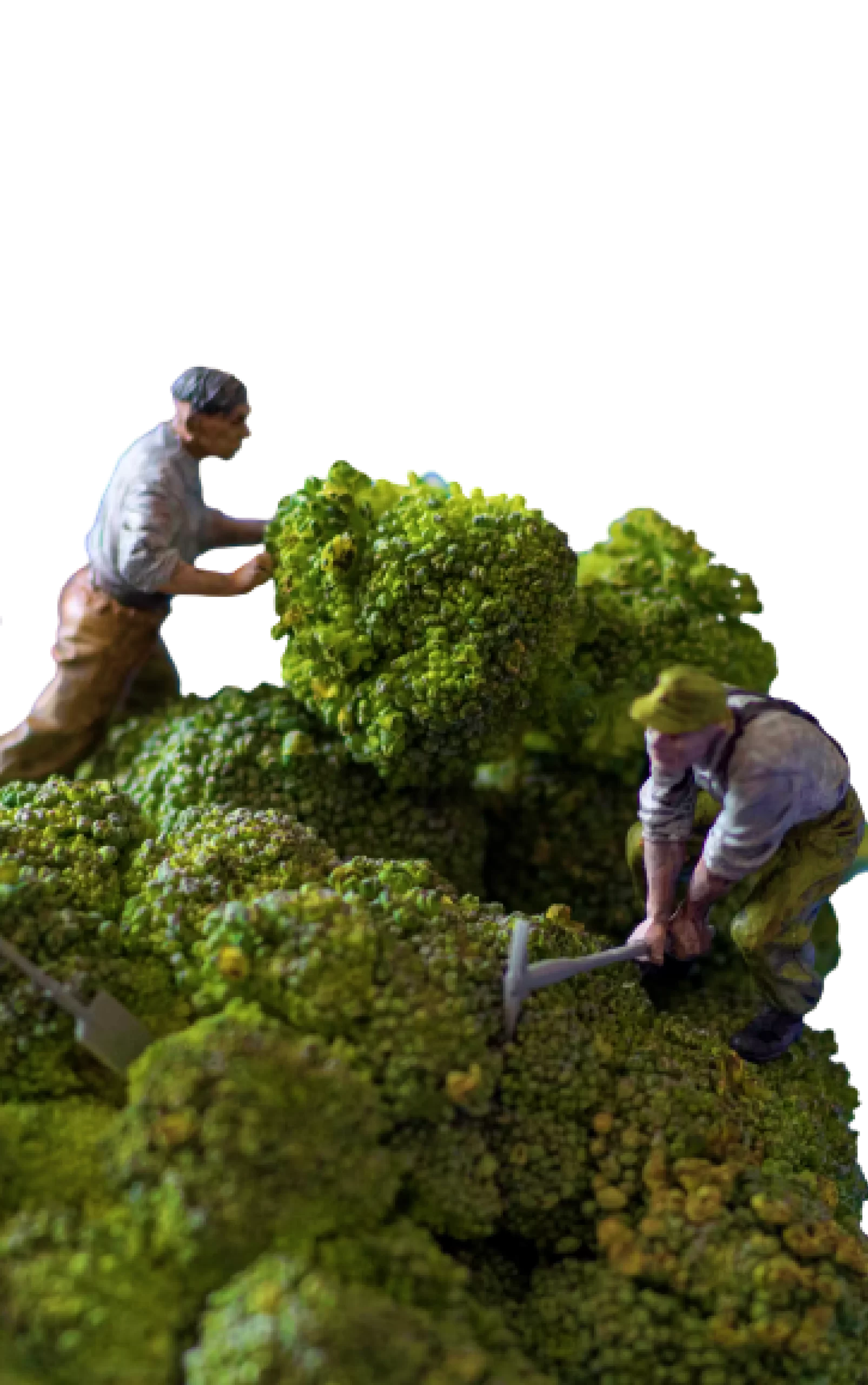 Two men are working on a moss covered tree.